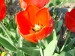 tulipán červený