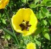 tulipán žlutý