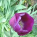 tulipán fialový